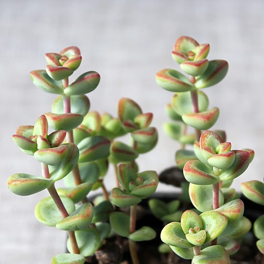 Крассула Рупестрис (Crassula Rupestris) D5см