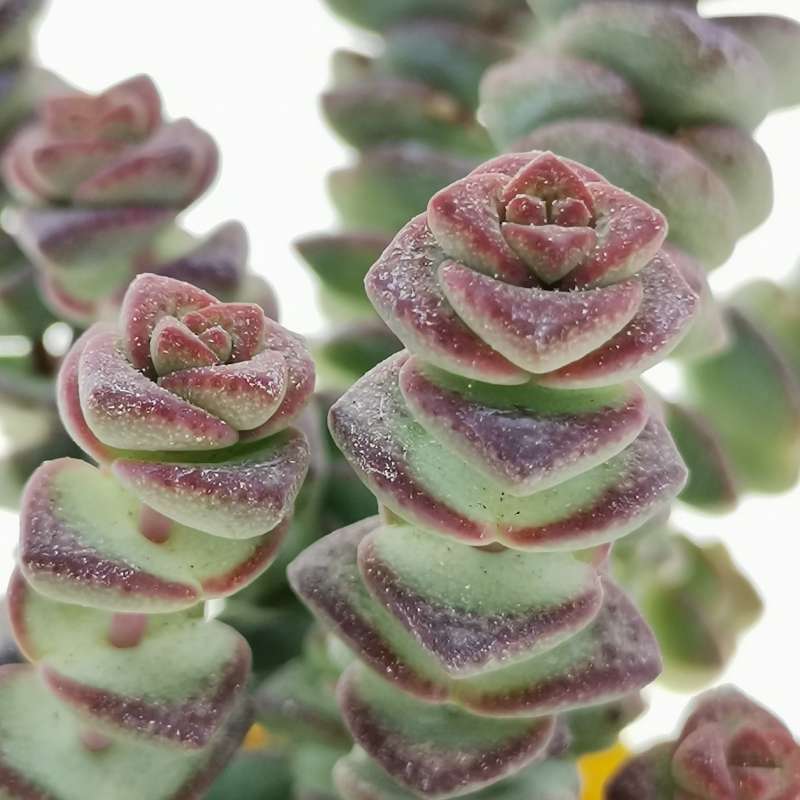 Крассула Марниериана Мини (Crassula Marneriana Mini) D5см