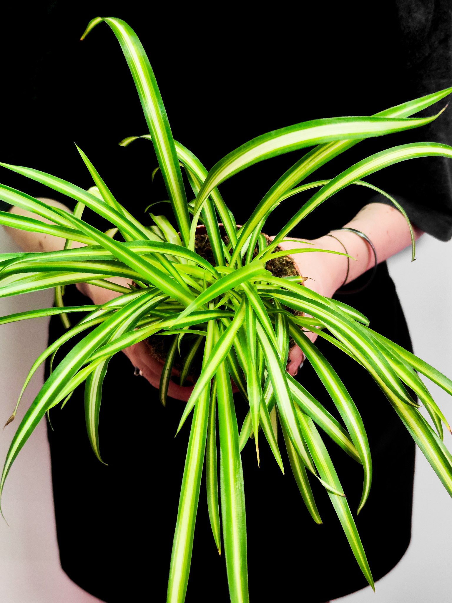 Хлорофитум Хохлатый (Chlorophytum Comosum) D12см