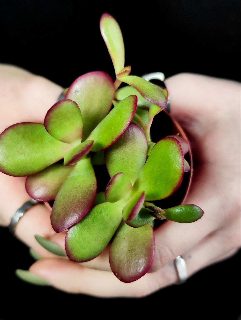 Крассула Платифилла Бургунди (Crassula Platyphylla Bourgundy) D5см