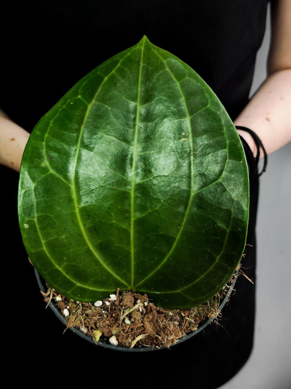Хойя Латифолия, или Хойя Широколистная (Hoya Latifolia) D12см