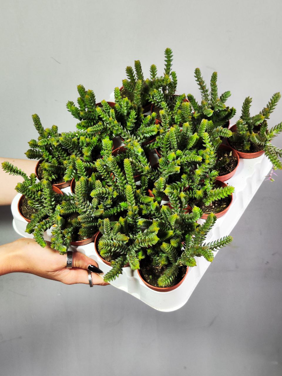 Крассула Мускоза (Crassula Muscosa) D5см