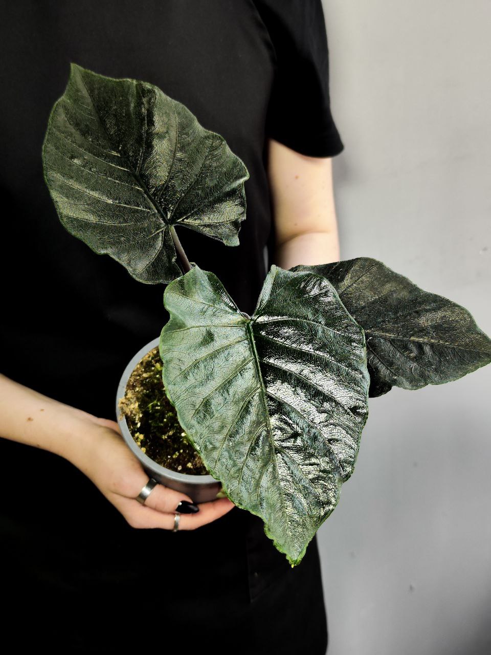 Алоказия Анторо Вельвет (Alocasia Antoro Velvet) D12см