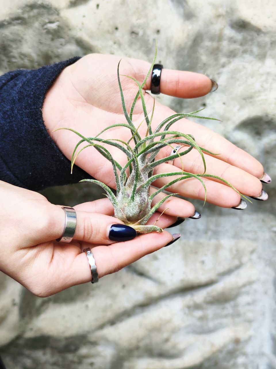 Тилландсия Пруиноса (Tillandsia Pruinosa)