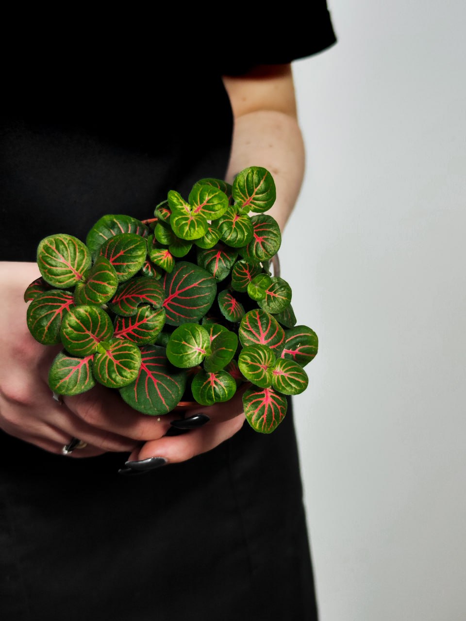 Фиттония Баббл Ред (Fittonia Bubble Red) D8,5см