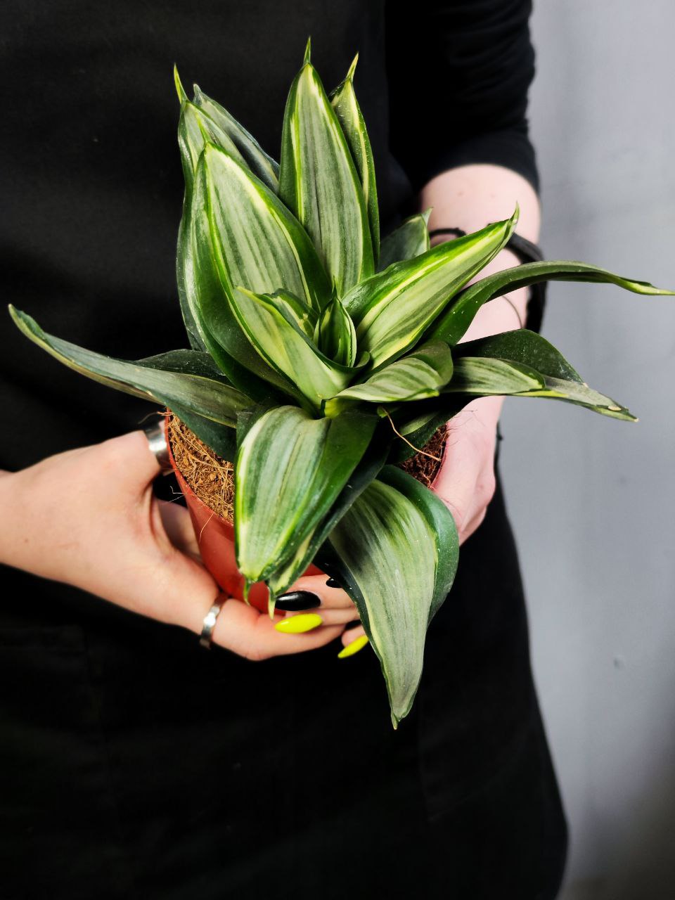 Сансевиерия Даймонд Ханни (Sansevieria Diamond Hahnii) D9см