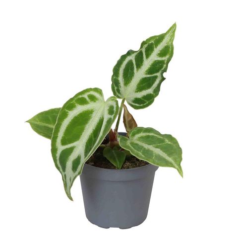 Антуриум Кристал Хоуп (Anthurium Crystal Hope) D6см