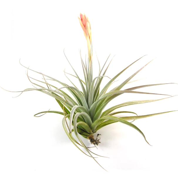 Тилландсия Велютина (Tillandsia Velutina)