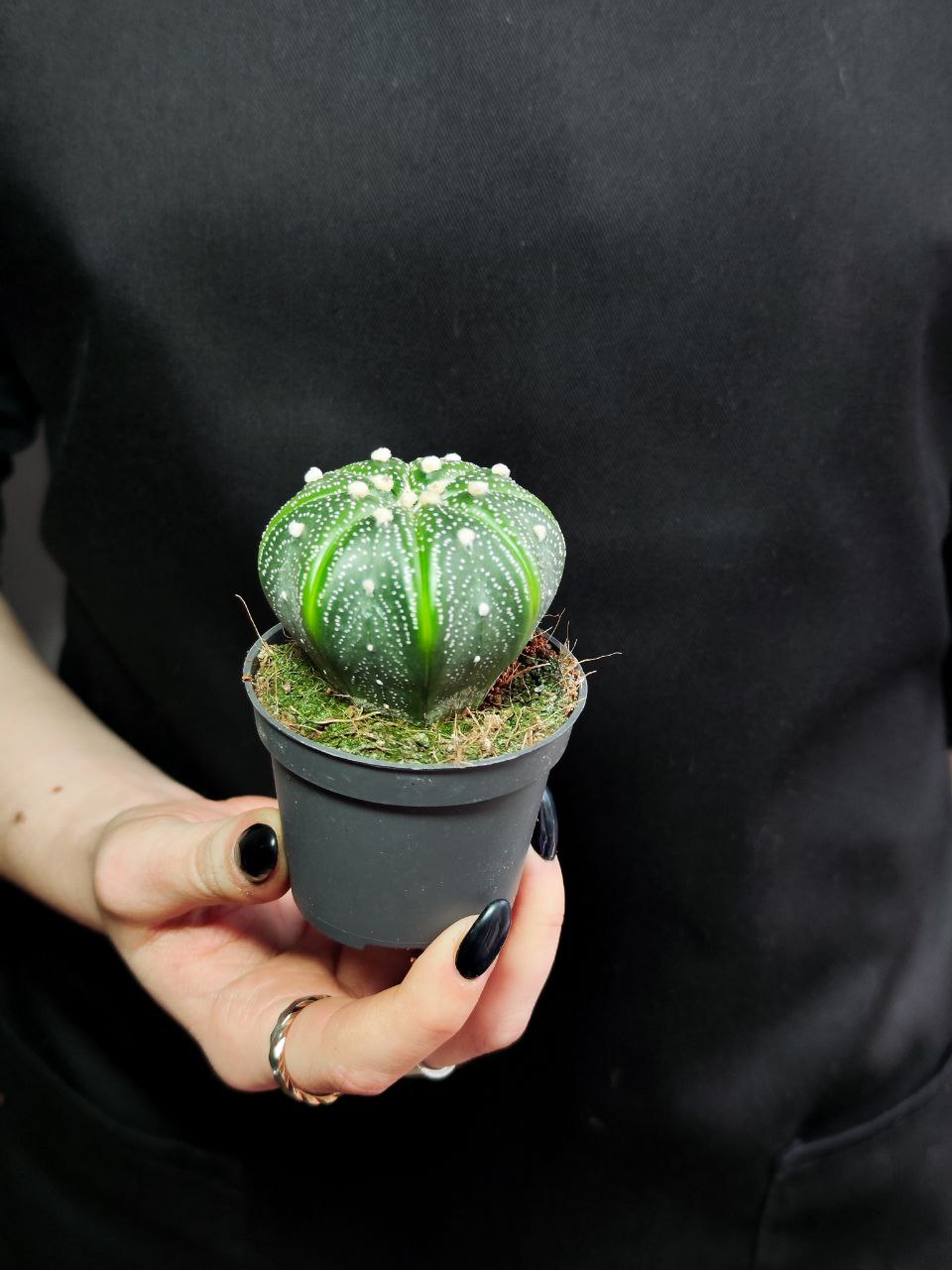 Астрофитум Звёздчатый, или Астрофитум Астериас (Astrophytum Asterias) D5см