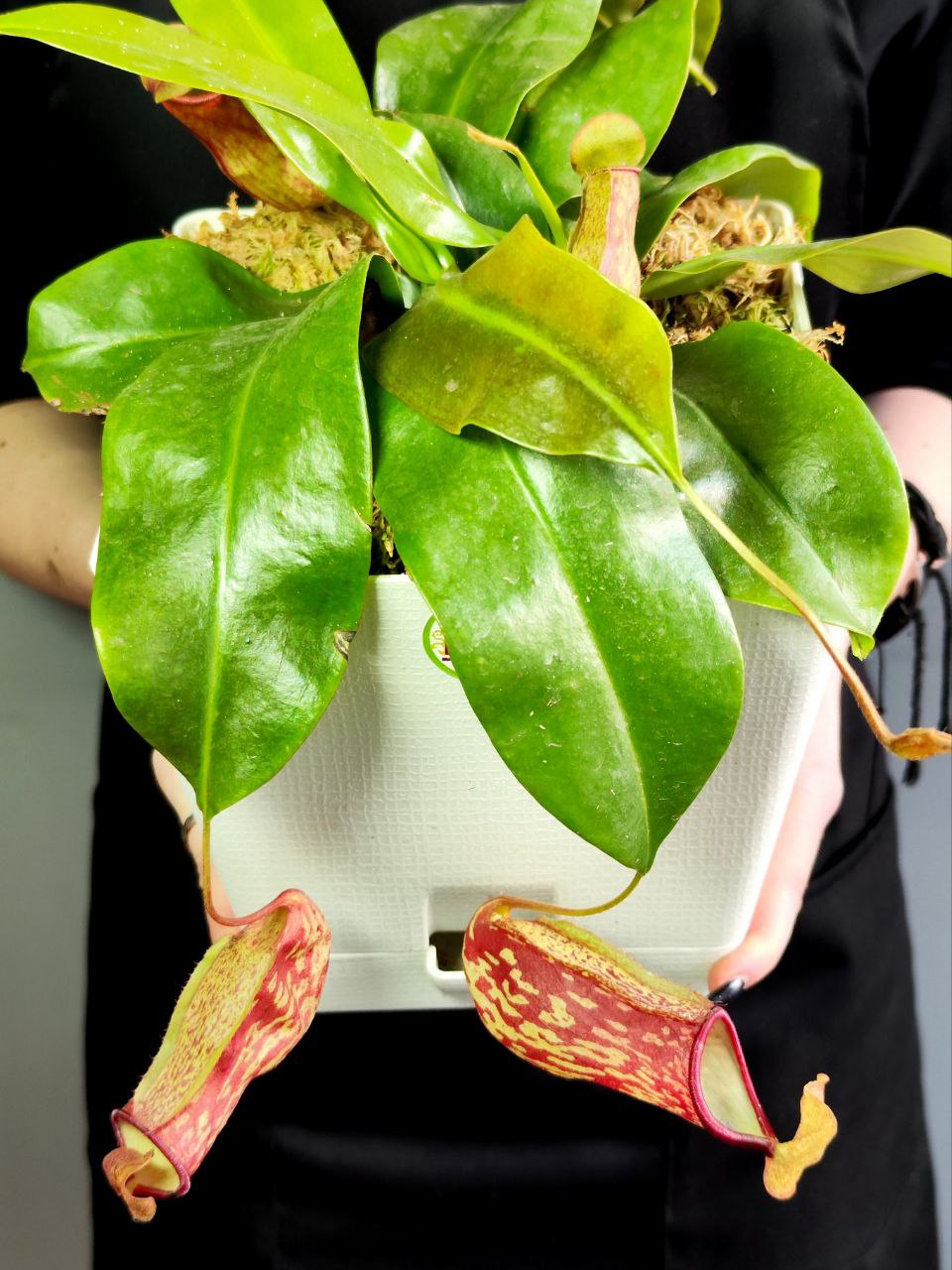 Непентес Гая (Nepenthes Gaya) пересаженный D17см