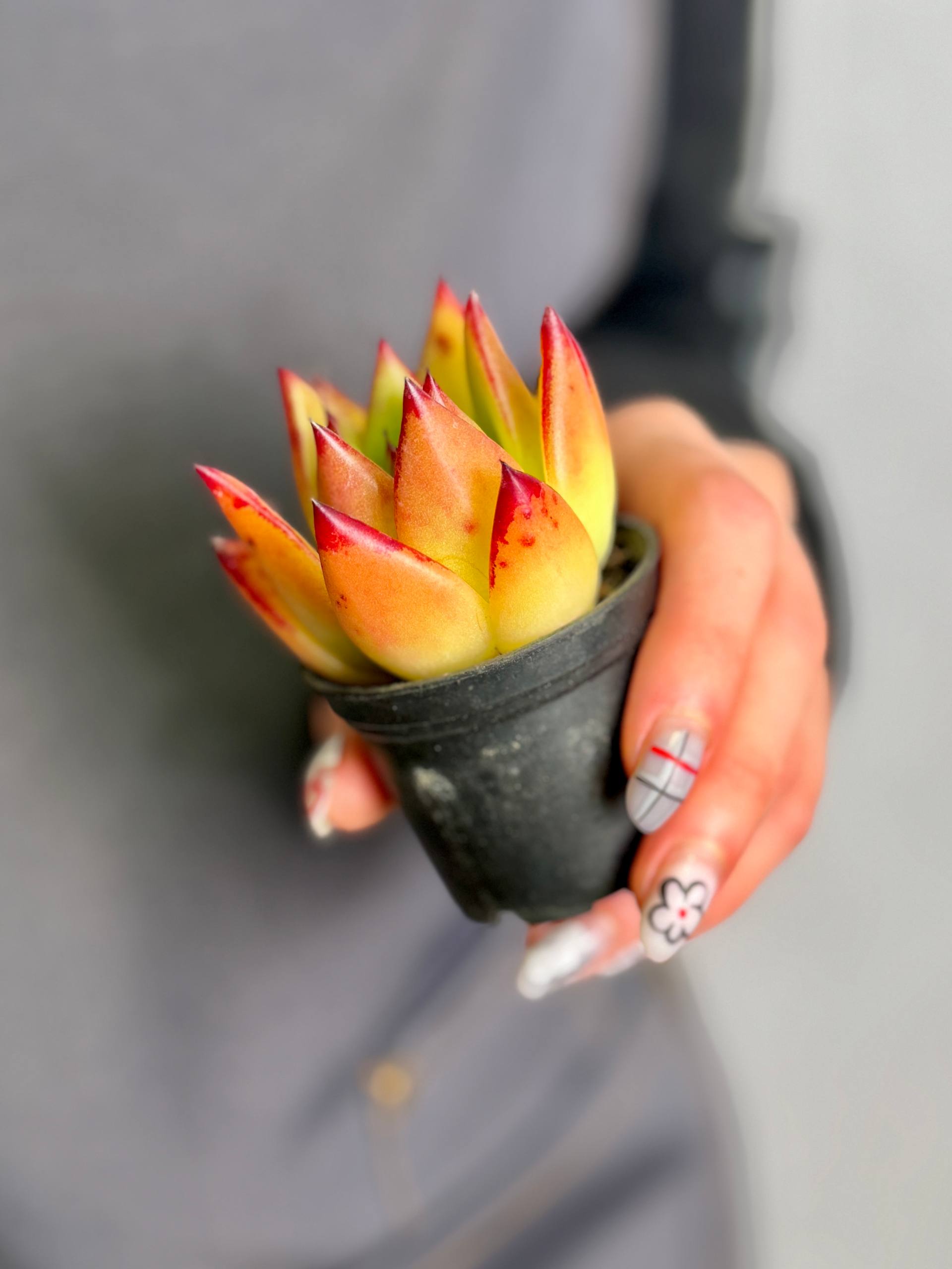 Эхеверия Агавовидная Липстик (Echeveria Agavoides Lipstick) D5см