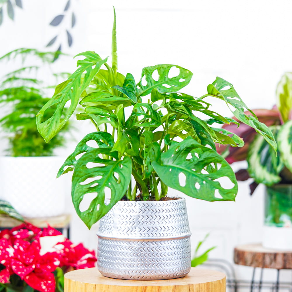 Монстера Адансона (Monstera Adansonii) D6см