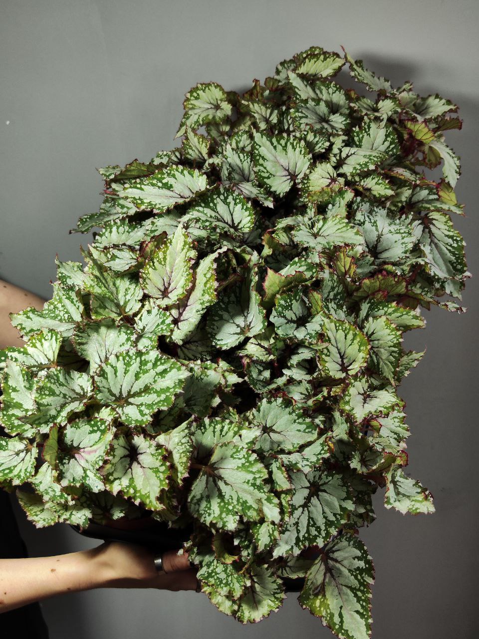 Бегония Рекс Азиан Тундра (Begonia Rex Asian Tundra) D12см