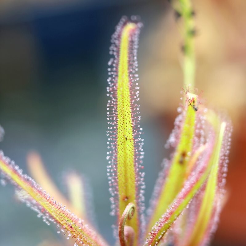 Росянка Адель (Drosera Adelae) D9см