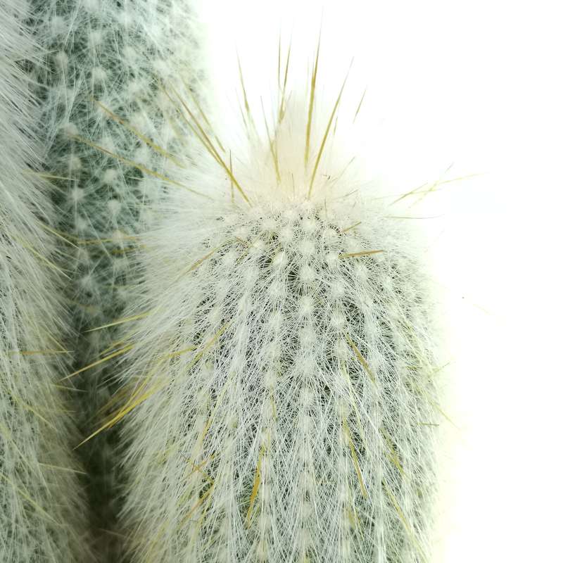 Кактус Клейстокактус Штрауса  Груп (Cleistocactus Strausii Group) D5см