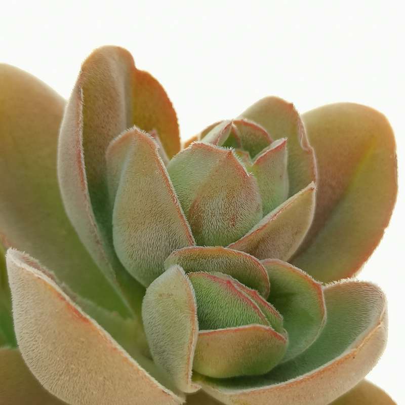 Крассула Аргирофилла Швазиенсис (Crassula Argyrophylla Var Swaziensis) D6см