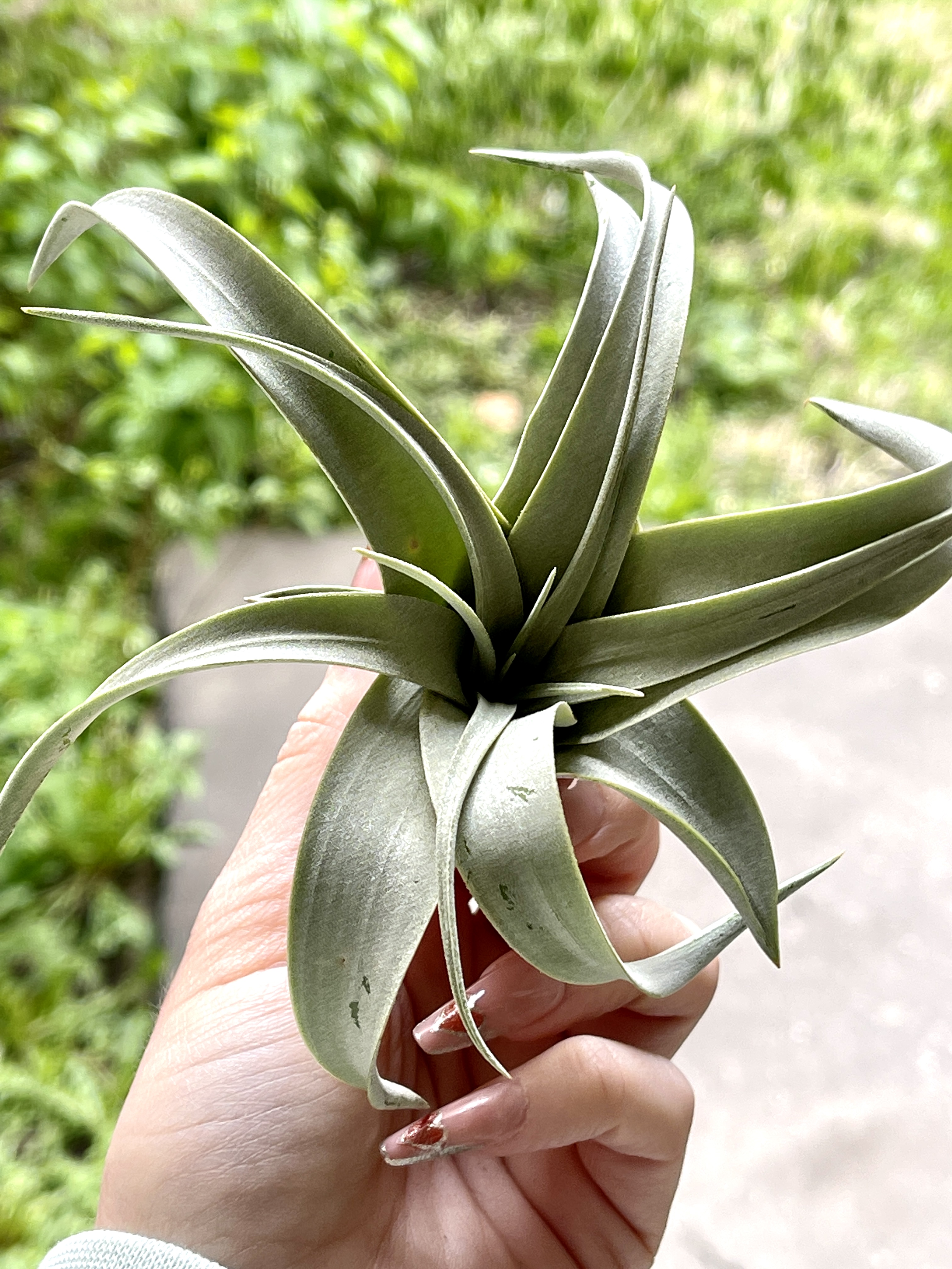 Тилландсия ксерографика, росточек (Tillandsia xerographica)