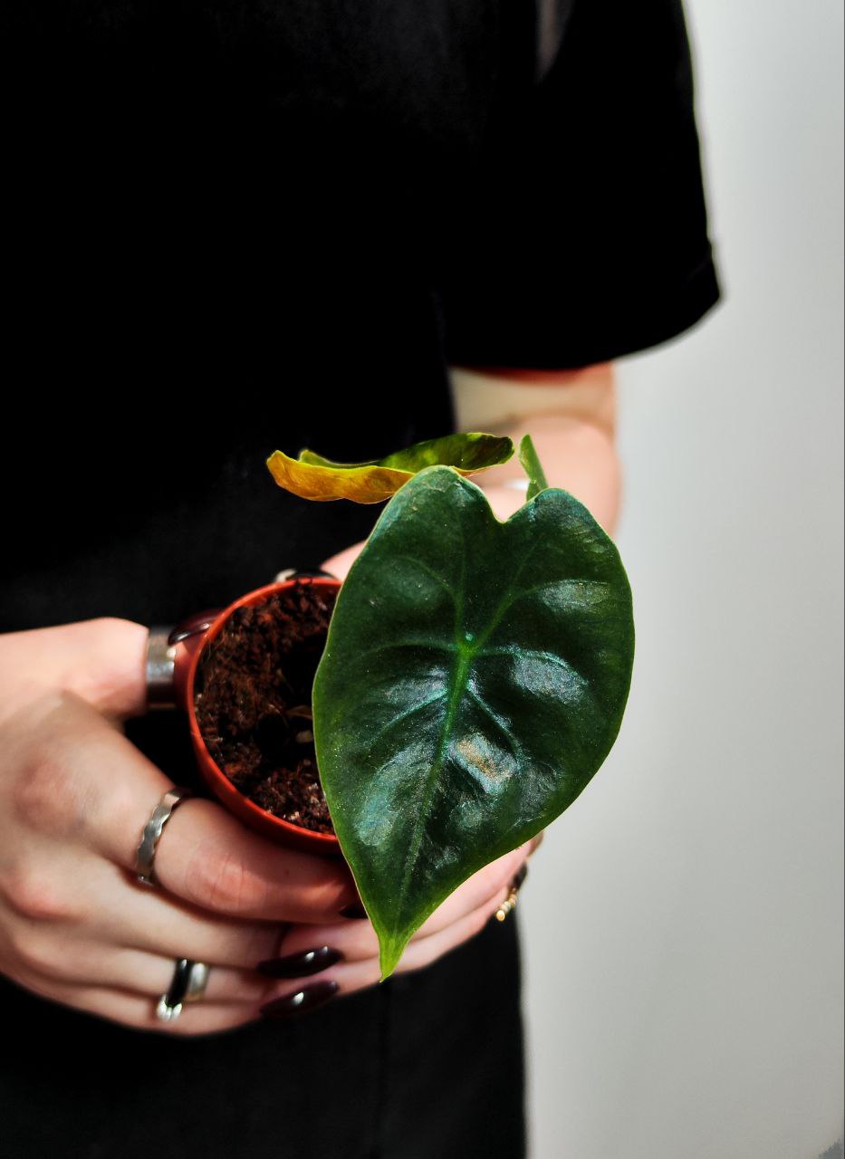 Алоказия Голден Бонни (Alocasia Golden Bone) D6см