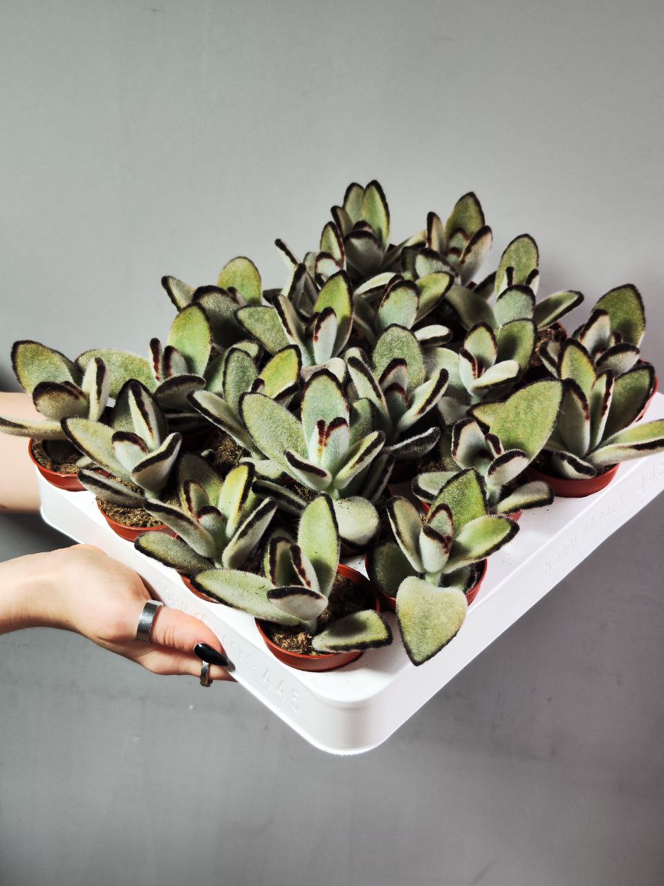 Каланхоэ Томентоза Джамбо (Kalanchoe Tomentosa Jumbo) D5см