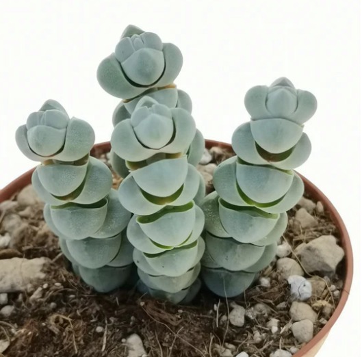 Крассула Плегматоидес (Crassula Plegmatoides) D8,5см