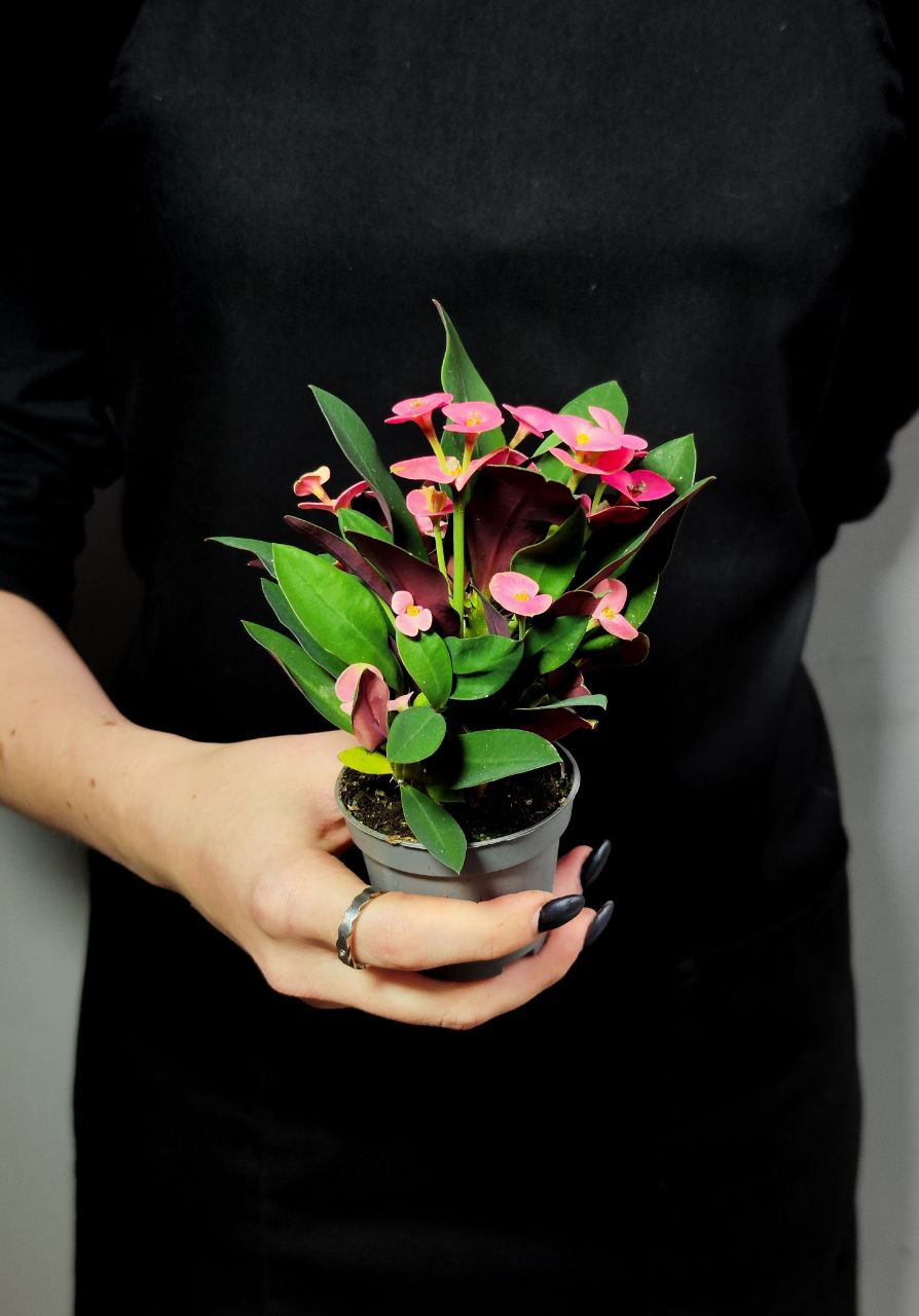 Эуфорбия Миля Розовая (Euphorbia Milii Athene) D6см