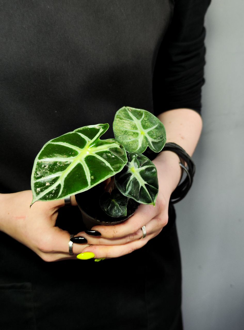 Алоказия Бейби Бамбино (Alocasia Baby Bambino) D6см