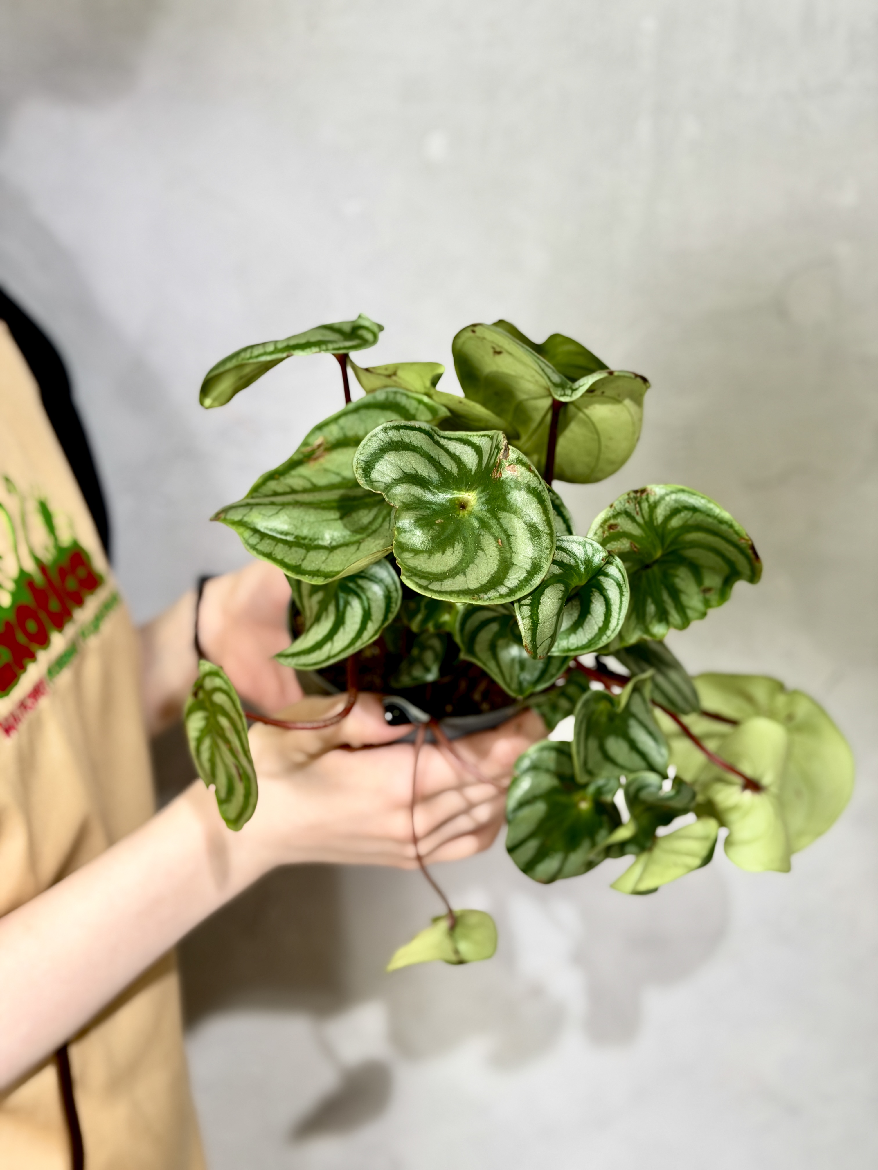 Пеперомия Арбузная уцен. (Peperomia Argyreia) D11см