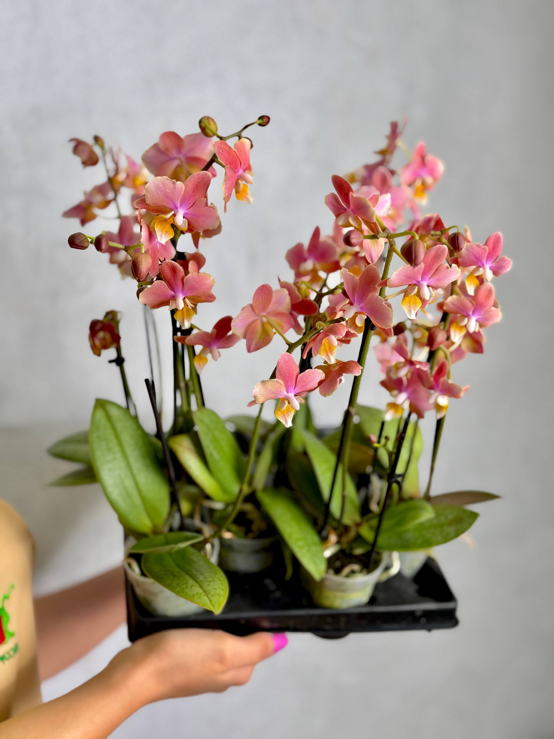 Фаленопсис Мультифлора Парфюмерная Фабрика (Phalaenopsis Multiflora Perfume Scention) D7см