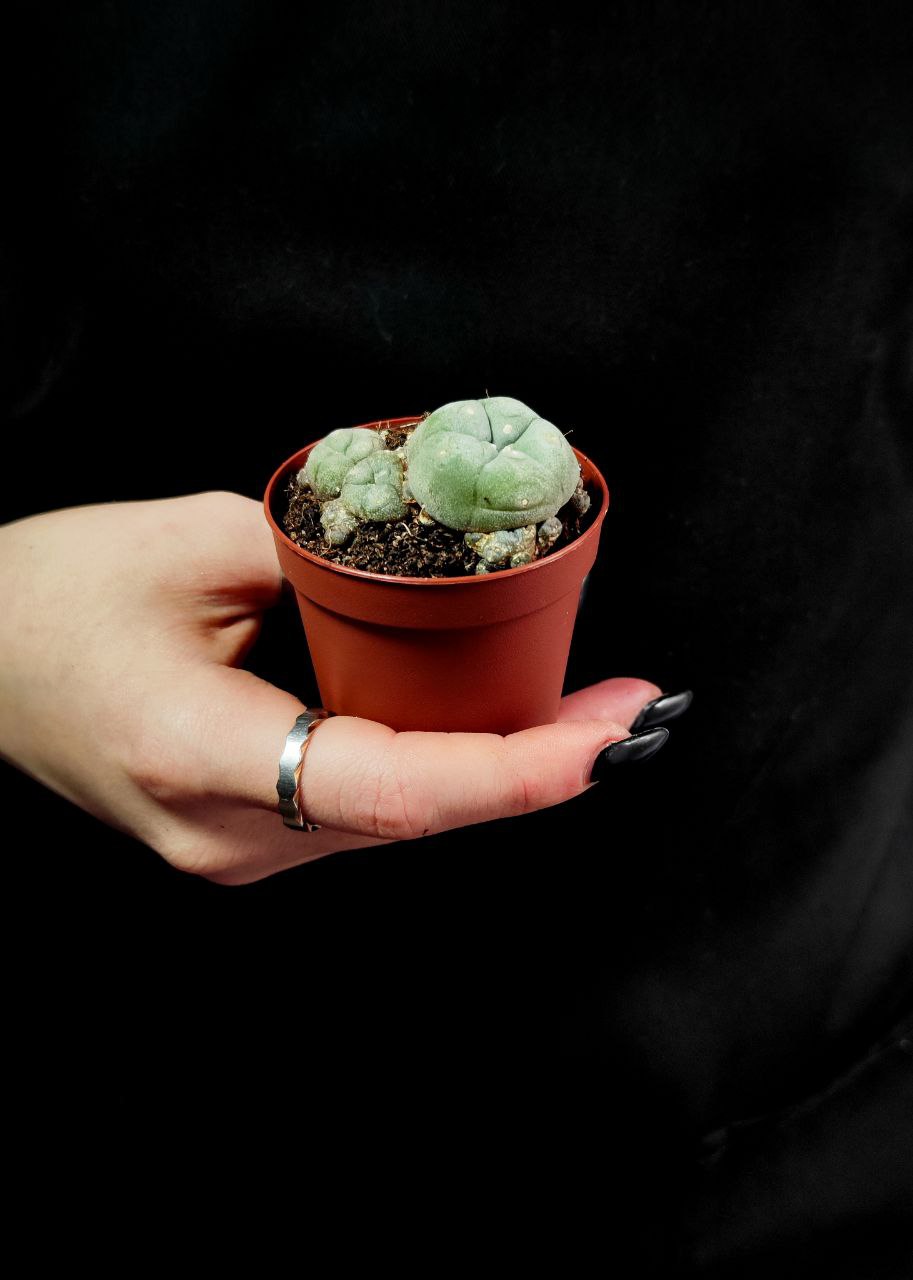 Кактус Лофофора Уильямса (Lophophora Williamsii) D5см