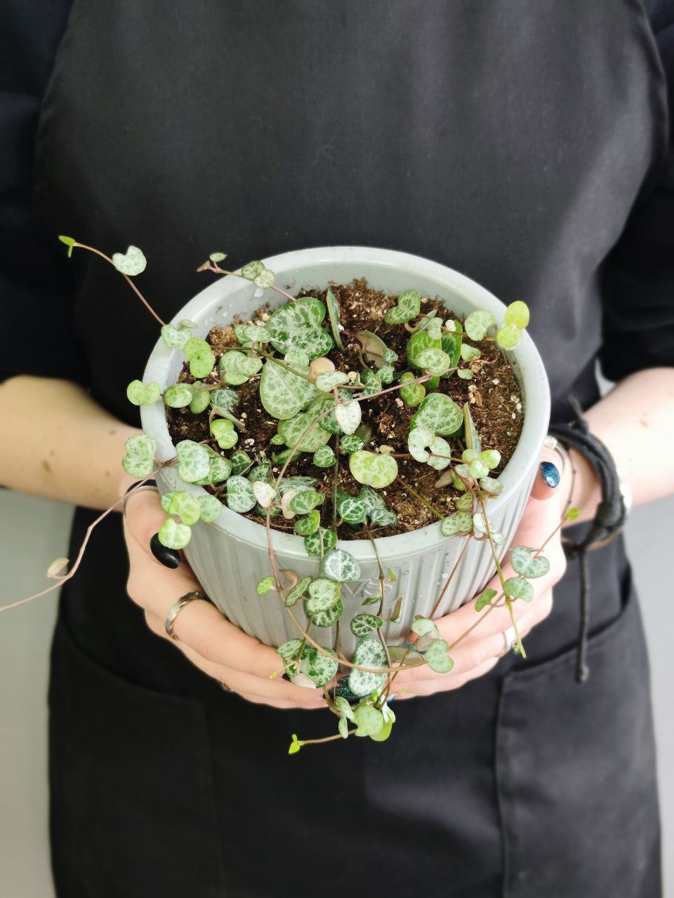 Церопегия Вуда (Ceropegia Woodii) D12см пересаженная