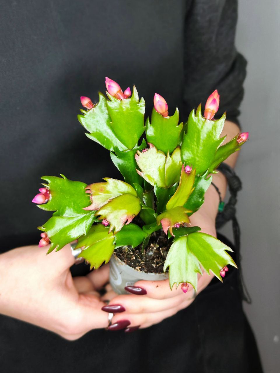 Декабрист Желтый, или Шлюмбергера (Schlumbergera Tendenza Yellow) D6см