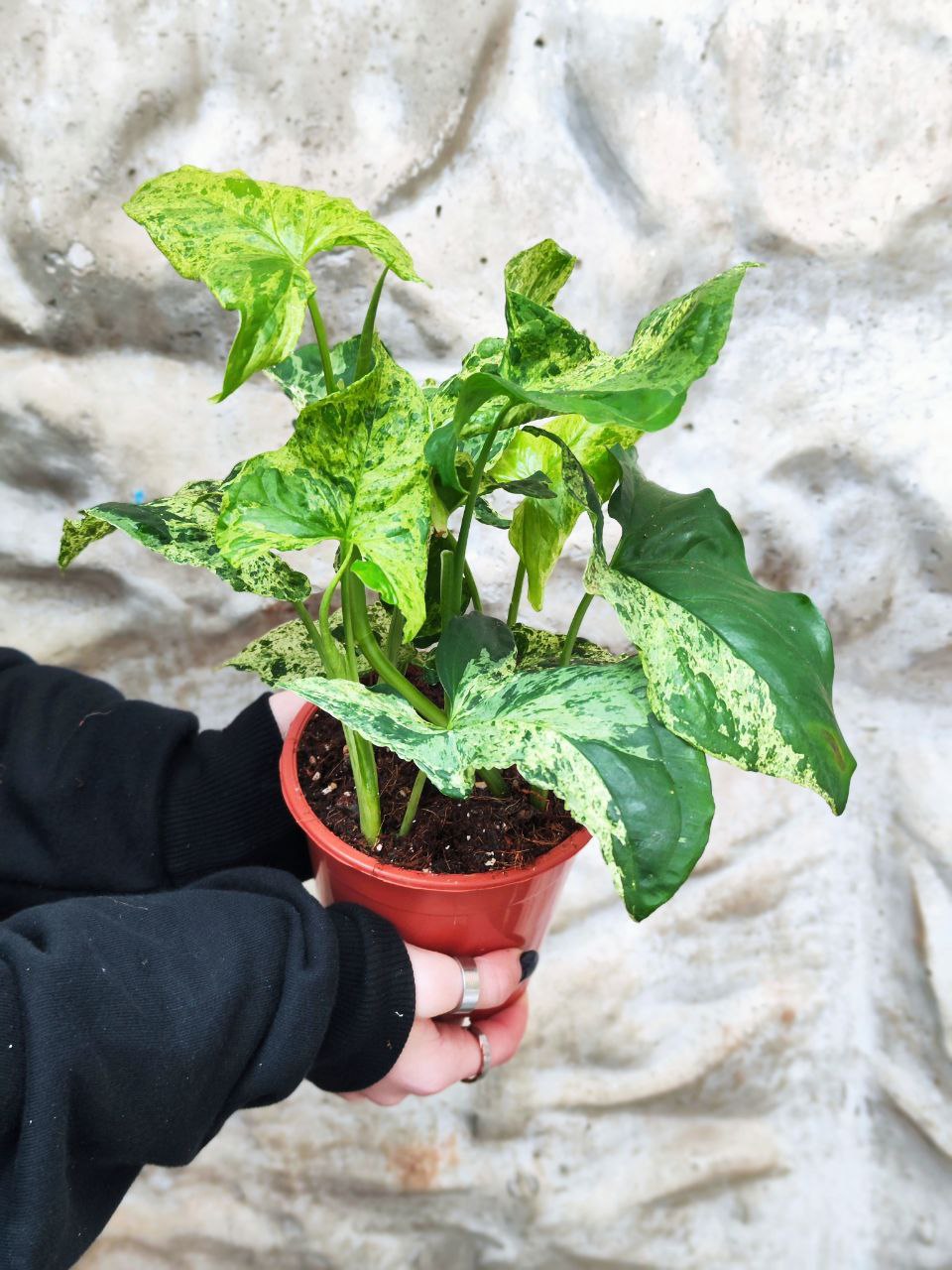 Сингониум Моттлед (Syngonium Mottled) D12см