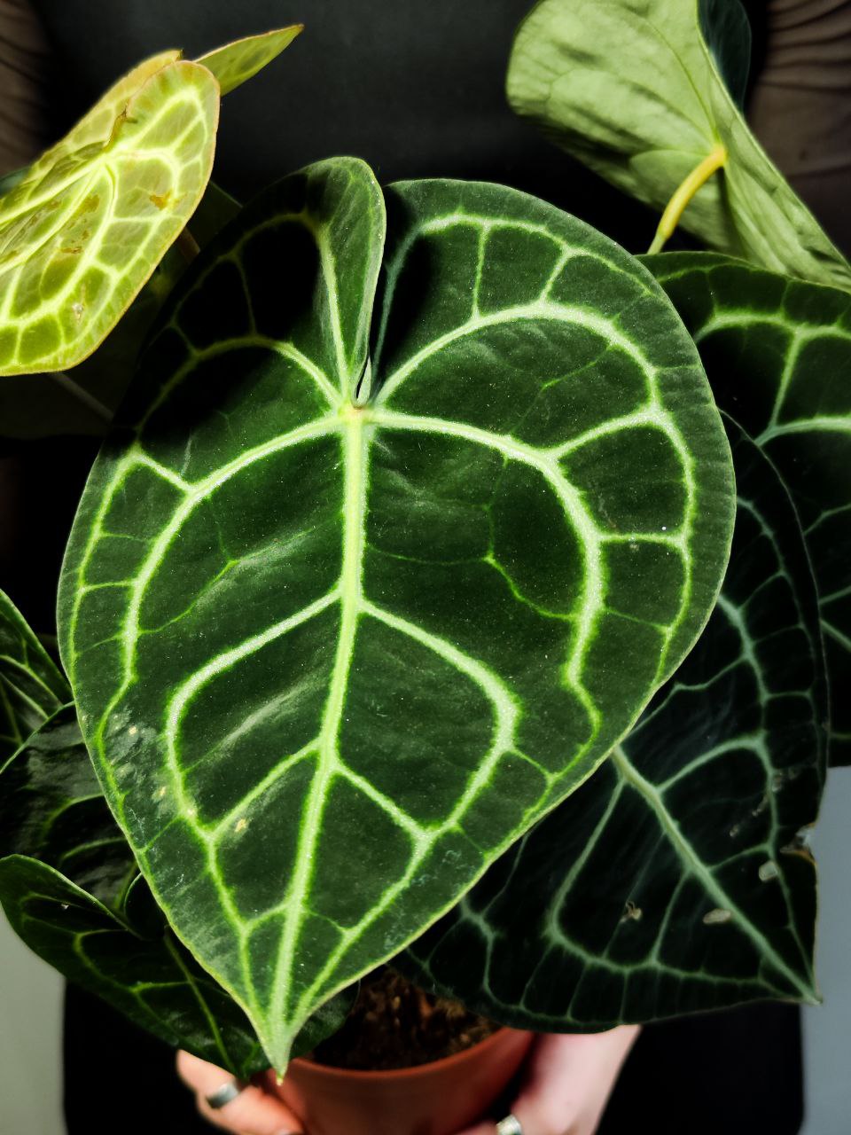 Антуриум Кларинервиум (Anthurium Clarinervium) D12см