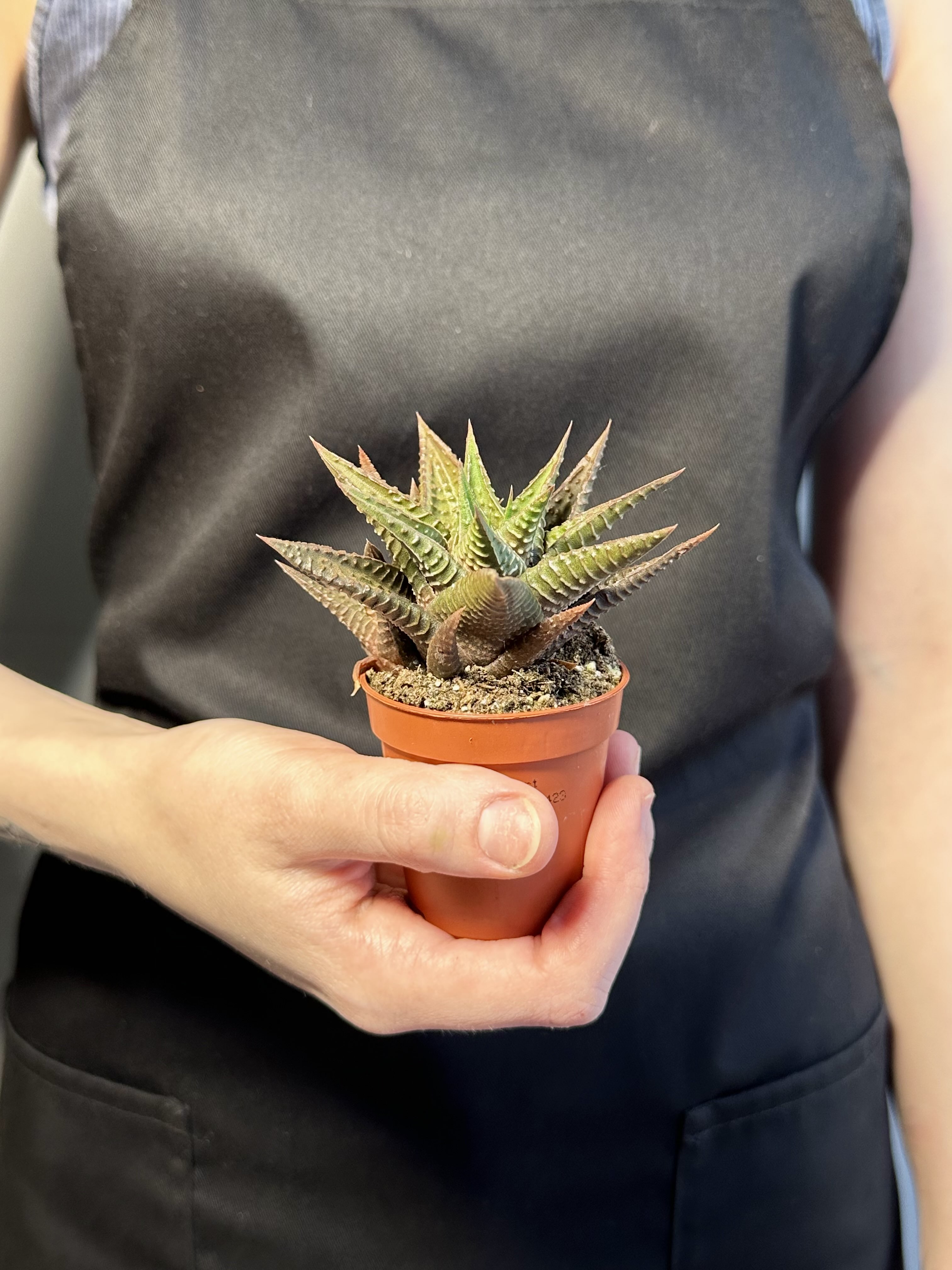 Хавортия Лимифолия (Haworthia Limifolia) D5см