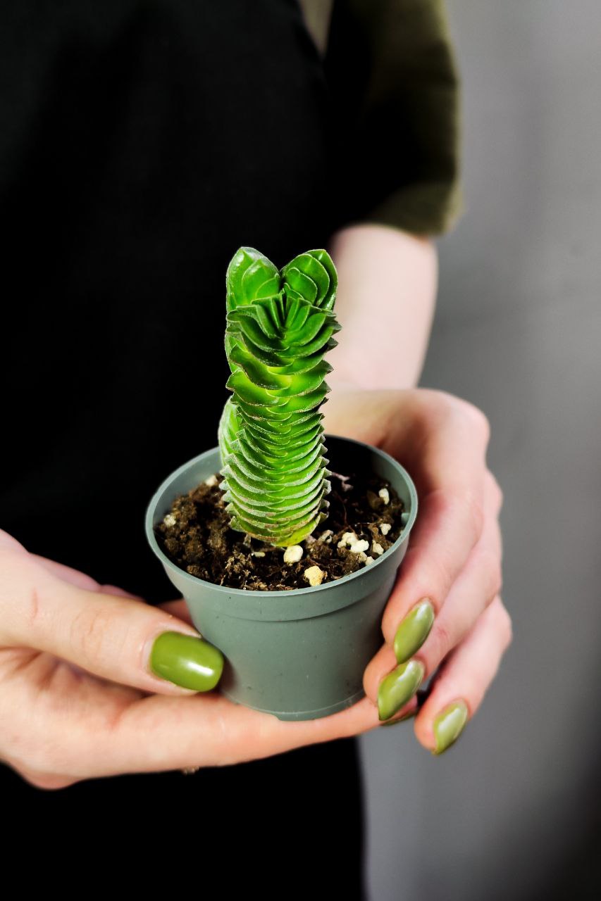 Крассула Храм Будды (Crassula Buddha´s Temple) D5см