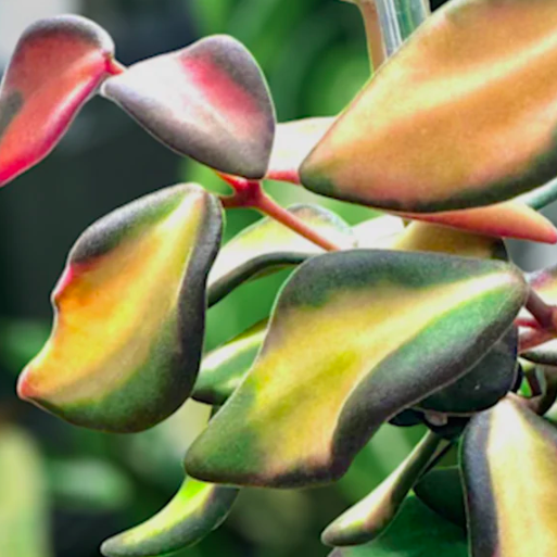Хойя Буртони Вариегата (Hoya Burtoniae Variegata) D6см