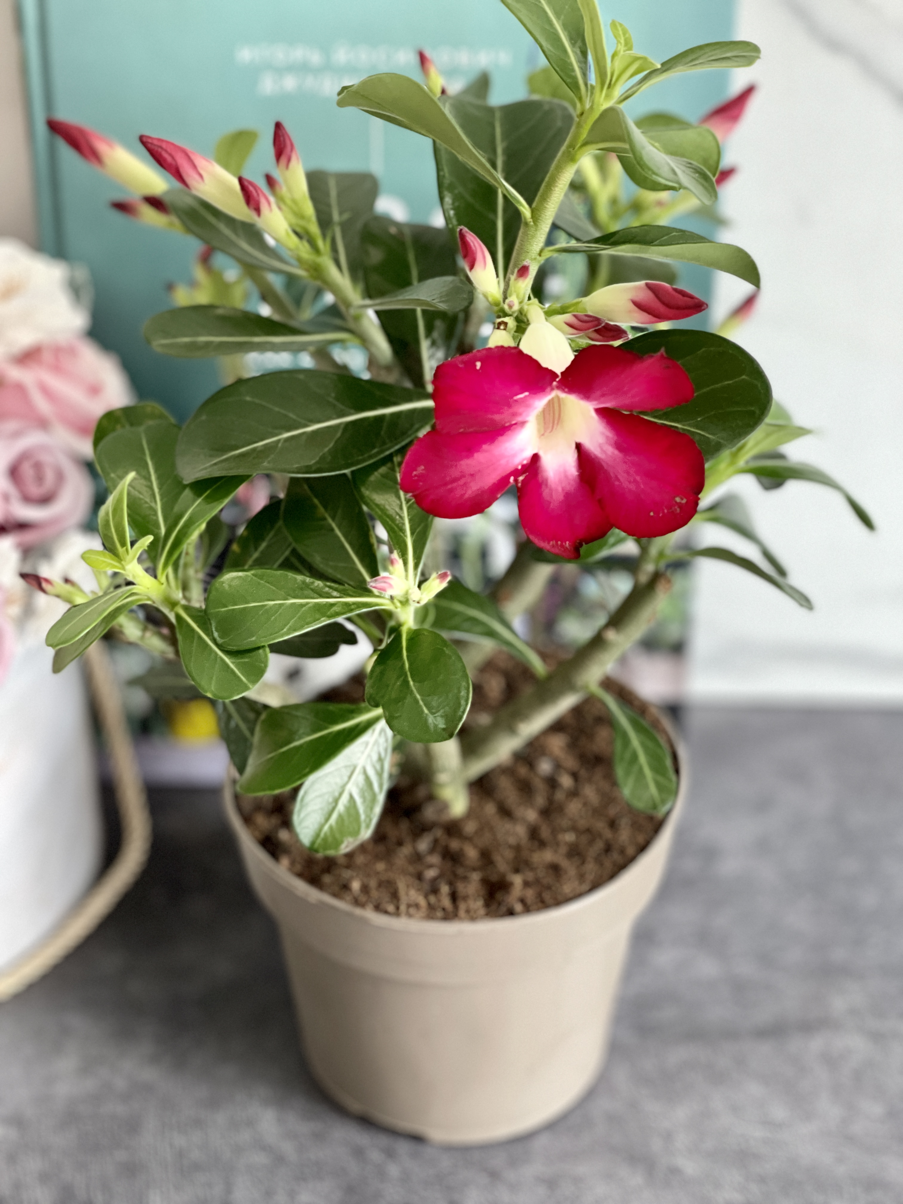 Адениум Тучный Анук (Adenium Obesum Anouk) D12см