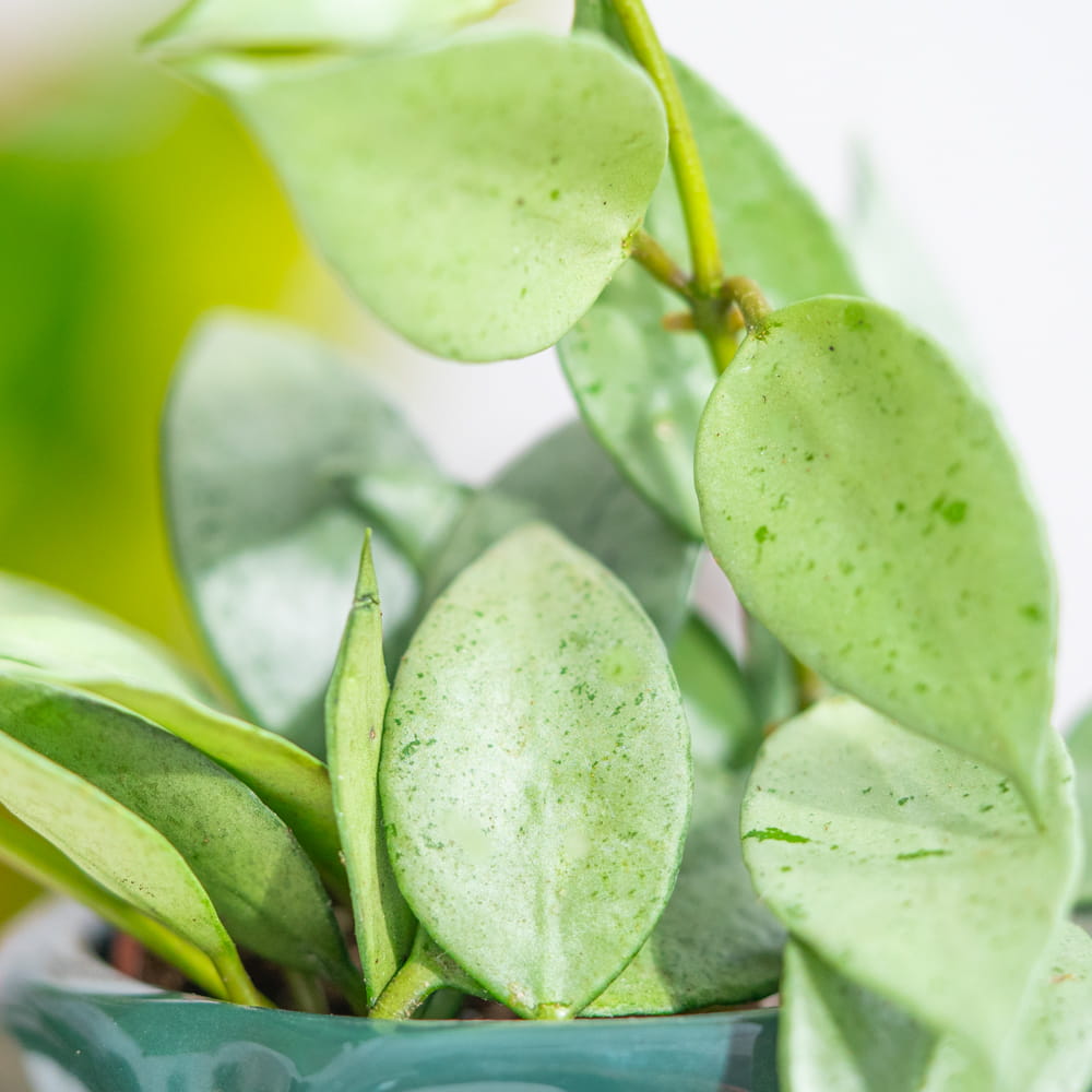 Хойя Лакуноза Минт (Hoya Lacunosa Mint) D6см