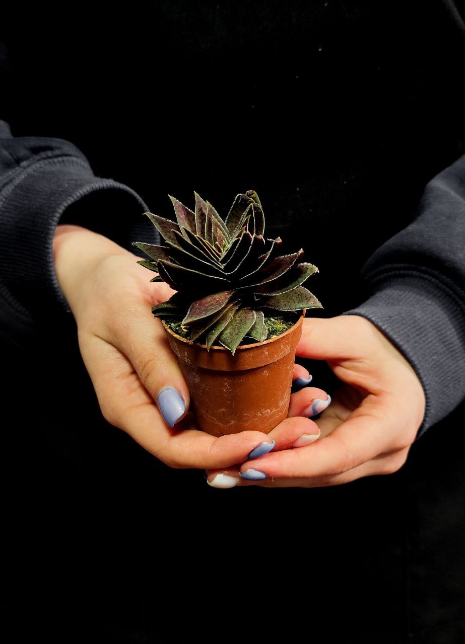 Крассула Капителла Рубра (Crassula Capitella Rubra) D5см