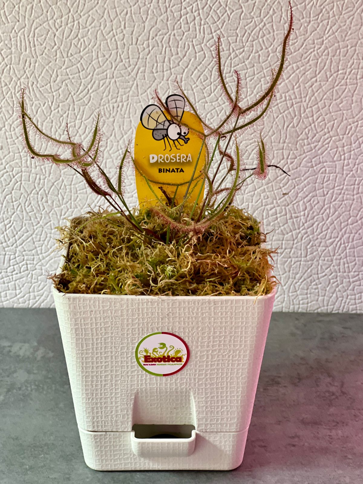 Росянка Бината (Drosera Binata) пересаженная 12см