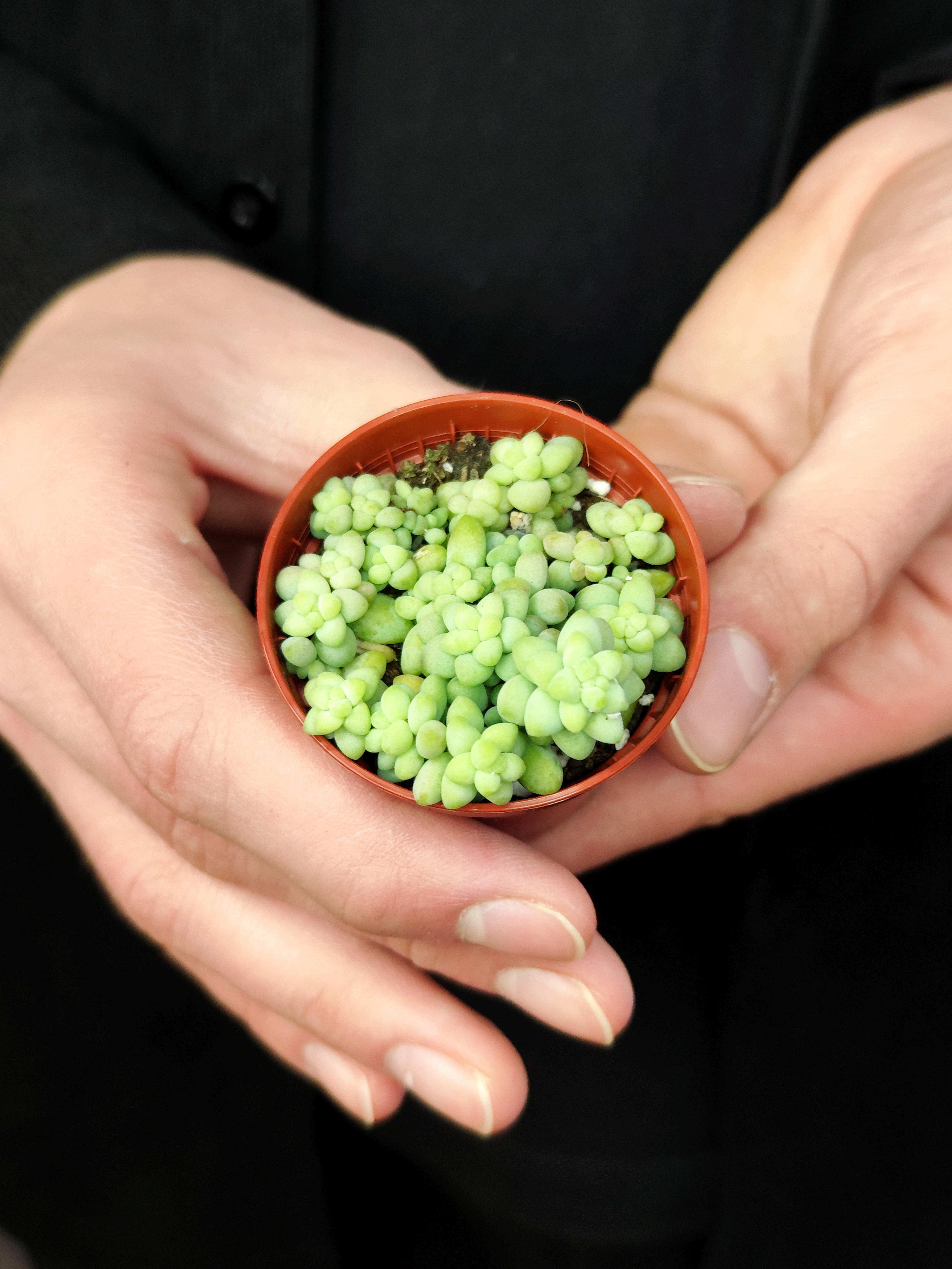 Седум Буррито Мини (Sedum Burrito Mini) D5см