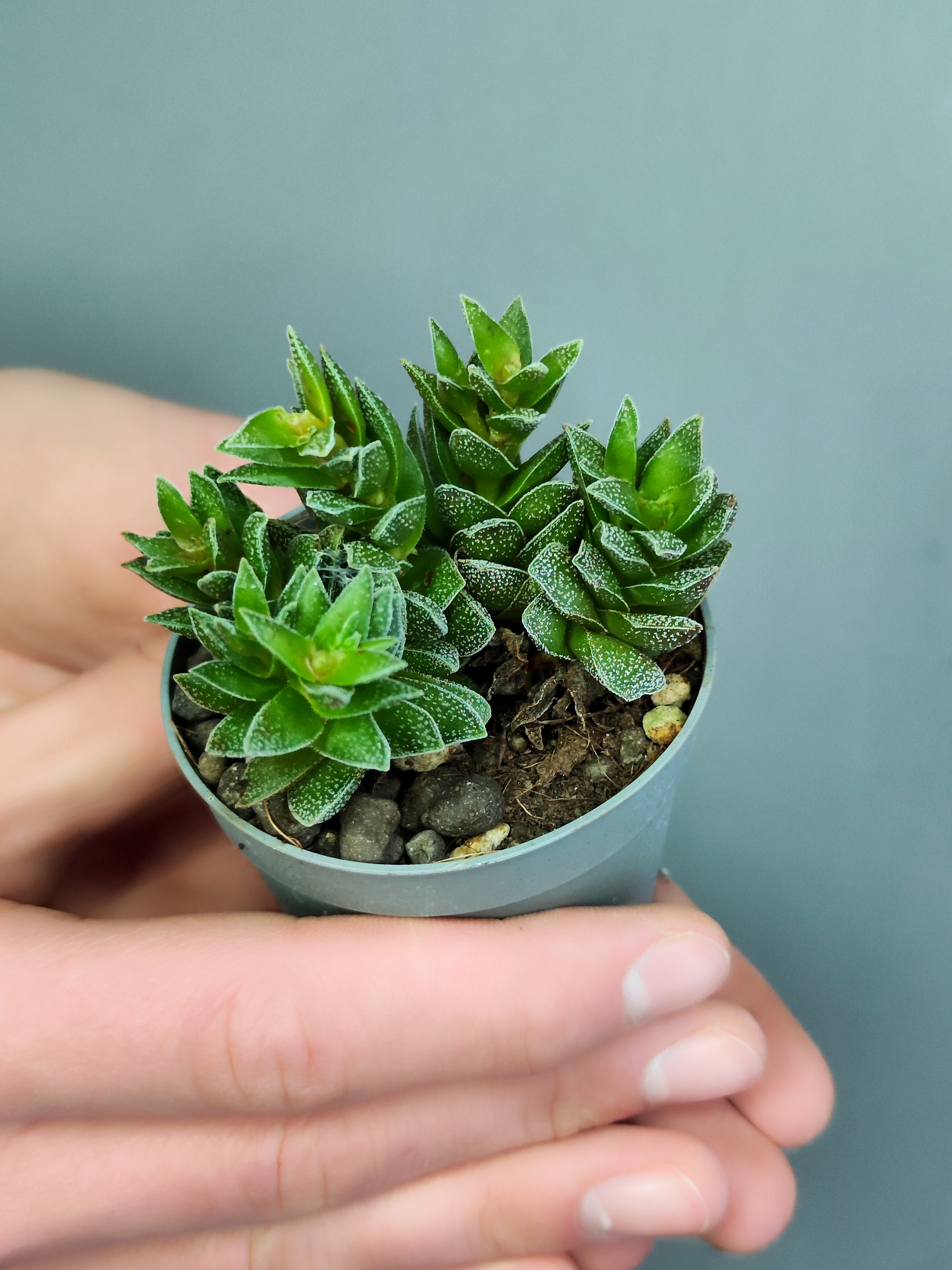 Крассула Фрости (Crassula Frosty) D6см
