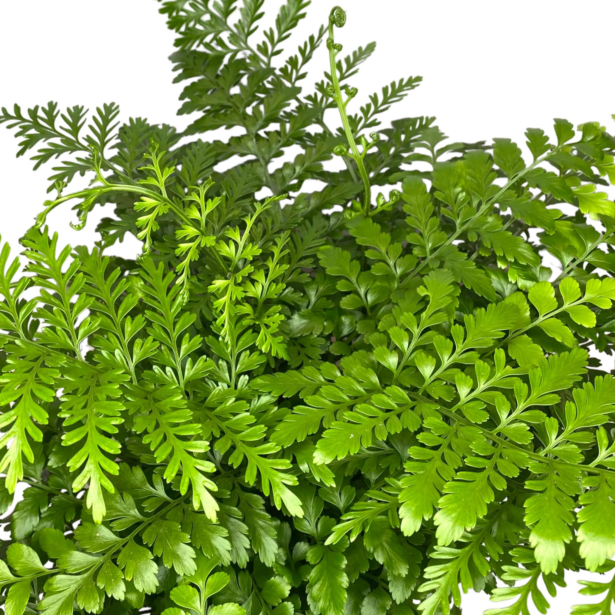 Папоротник Асплениум Парвати (Asplenium Dimorphum Parvati) D6см