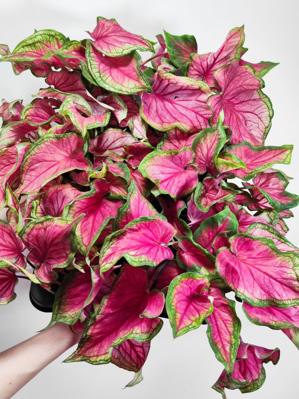 Каладиум Биколор Возлюбленная Флорида (Caladium Bicolor Florida Sweetheart) D12см