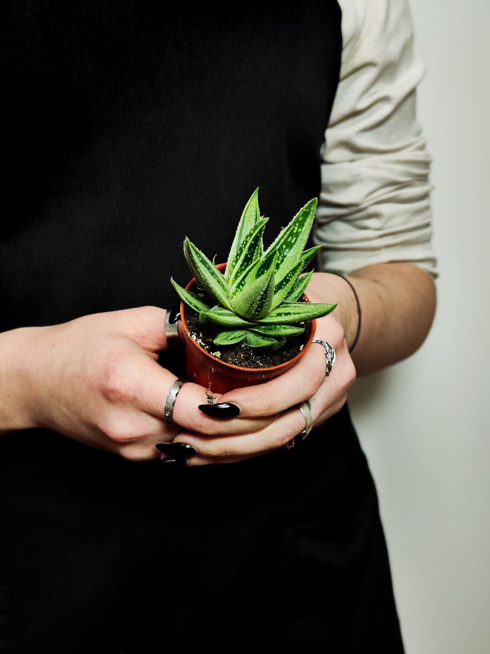 Гастералоэ Вариегата (Gasteraloe Variagata) D5см