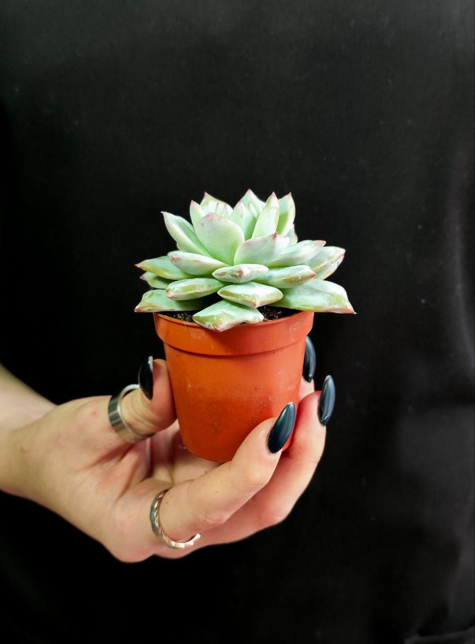 Эхеверия БлюБёрд (Echeveria Bluebird) D5см