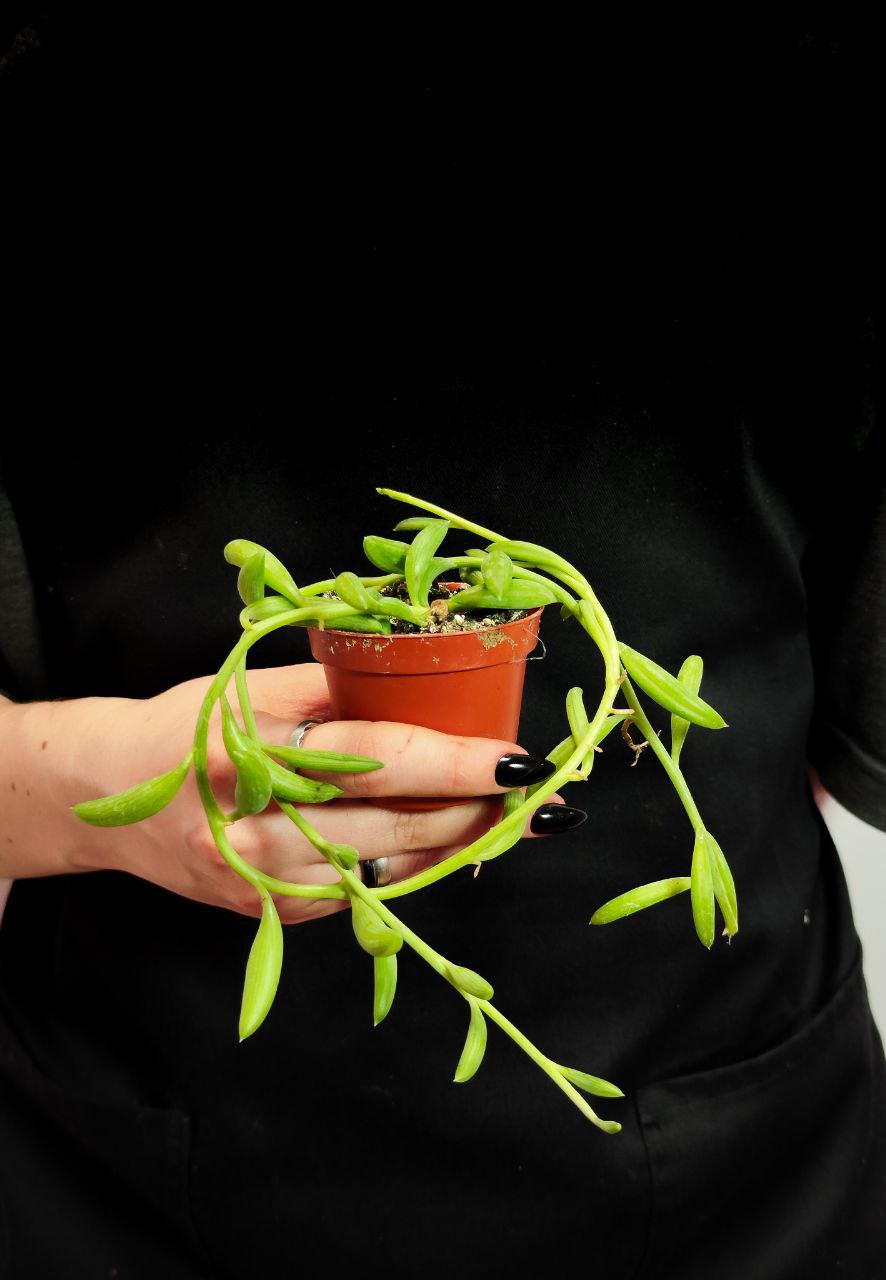 Крестовник Радиканс Бананас (Senecio Radicans) D6см