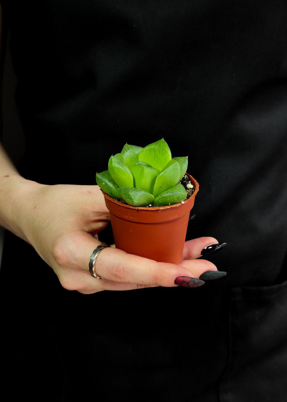 Хавортия Купера х Ладьевидная (Haworthia Cooperi var. Сymbiformis) D5см