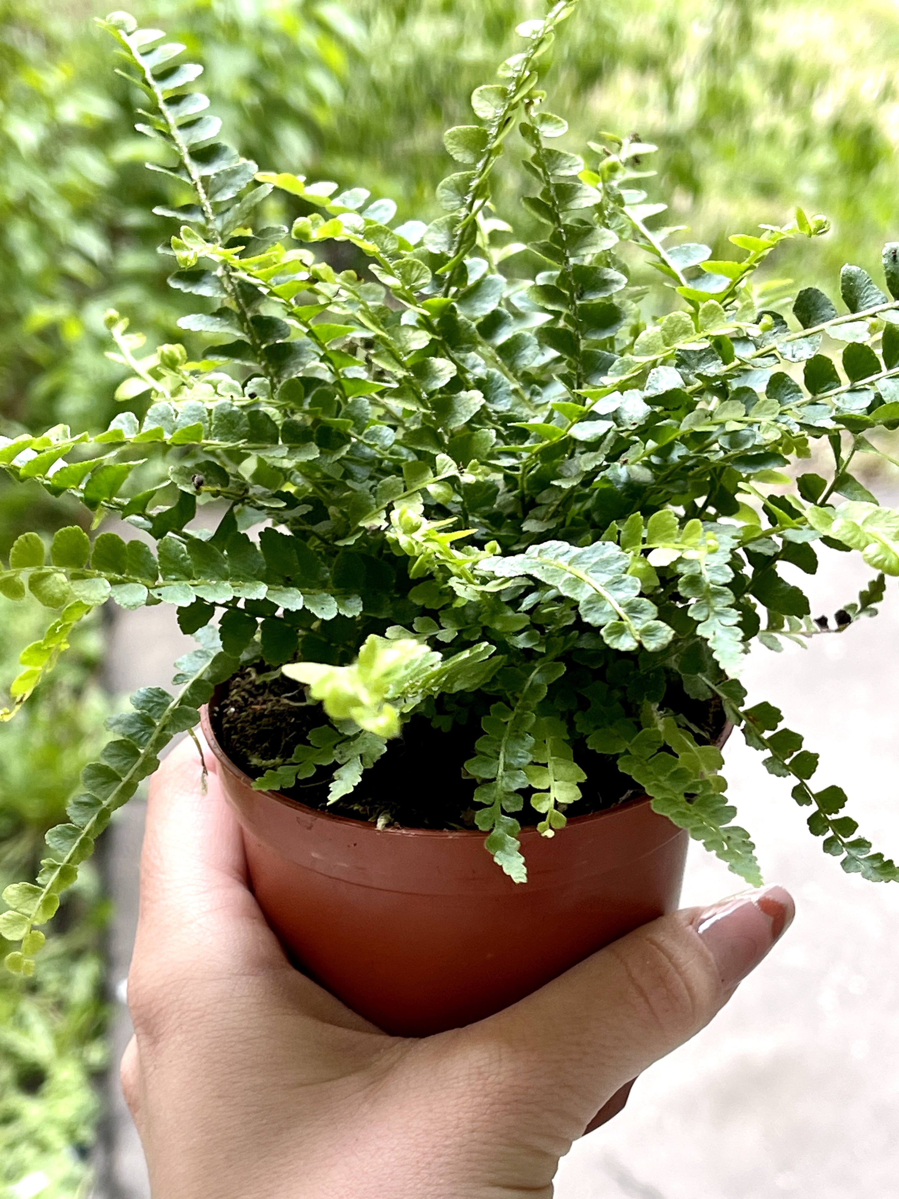 Нефролепис Даффи (Nephrolepis Exaltata Duffy) D8,5см