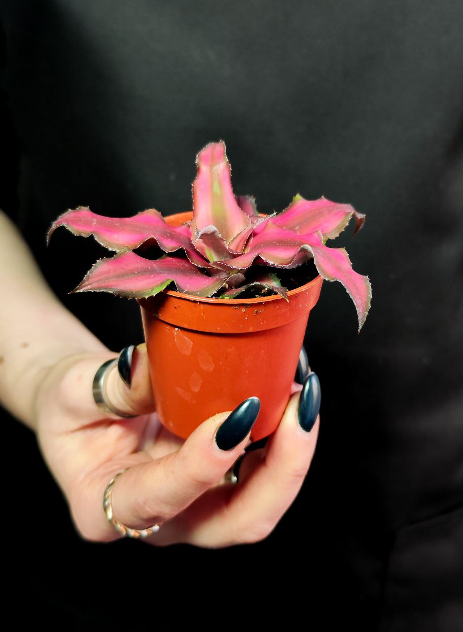 Криптантус Ред Стар (Cryptanthus Red Star) D5см